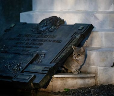 The missing cemetery cats of Buenos Aires: What happened?