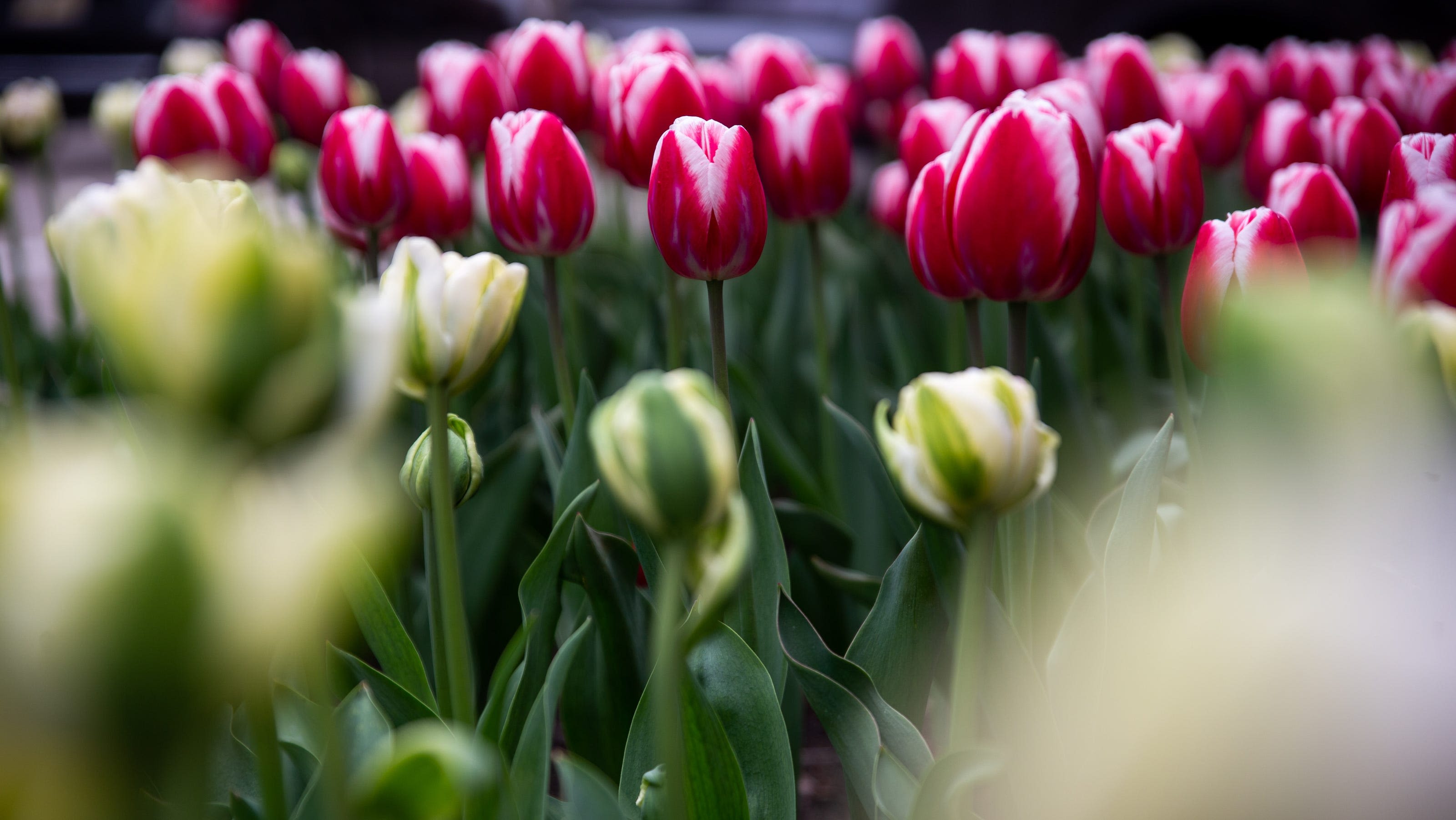 When will tulips reach peak bloom in Holland? Right now