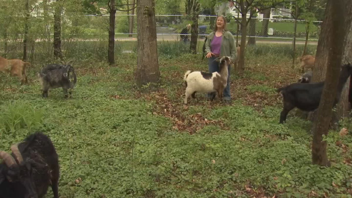 Goats in Glencoe providing unique service to area residents