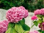 The Secret Behind the ‘Hydrangea Hysteria’ That’s Gripping the Northeast