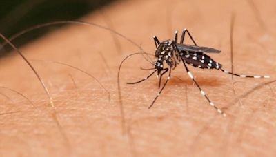 Beware, dengue cases on the rise in district - Star of Mysore