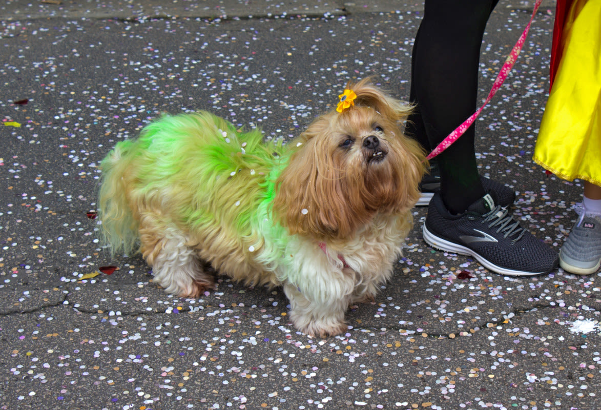 People Are Stealing Dogs and Altering Their Appearances So Families Can't Find Them