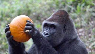 Britain's oldest silverback gorilla who became children's TV star dies