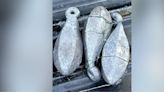 Fisherman accused of using lead sinkers to increase weight of fish during bass tournament