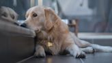 Behaviorist reveals surprising reason why your dog is anxious and five ways you can help them heal
