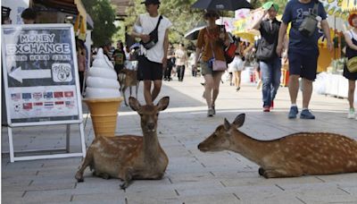 陸客奈良搞事情！踹鹿、餵食「大便鹿仙貝」 當地人抓狂了！