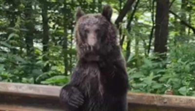 Watch: Bear Raises Its Paws, Waves At Family Travelling Through Forest Road - News18