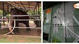 泰國贈予斯里蘭卡大象成「受虐外勞」 2千萬接回受虐象爆外交爭端