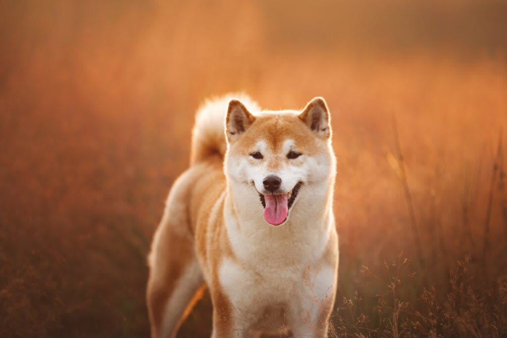 Dogecoin, Floki, Shiba Inu Tumble After Iconic Japanese Dog Who Inspired Their Creation Passes Away At 18