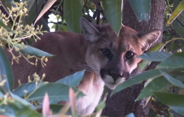 Mountain lion lurks in Woodland Hills tree. 'I thought I was the only cougar in this house'