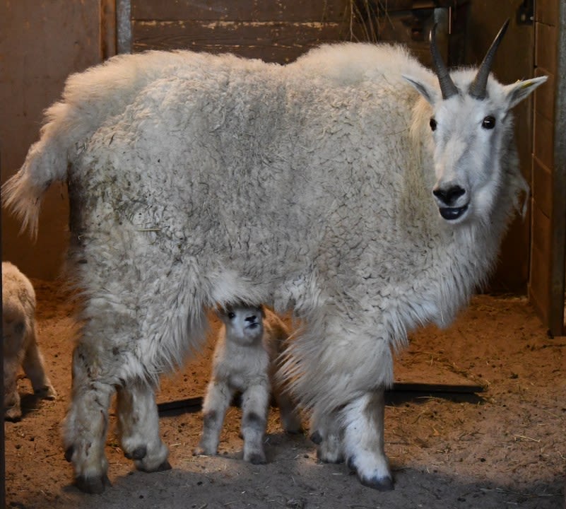 Twin baby Mountain Goats born at Cheyenne Mountain Zoo