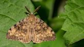 'Imminent danger': Emergency declaration issued due to spongy moth infestation in Washington