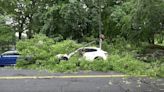 Large tree falls on 2 parked cars on Metcalf Avenue; no injuries