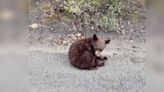 BC Conservation Officer Service says orphaned bear in Bralorne is too old to rehabilitate | Globalnews.ca