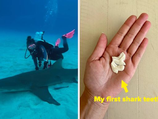 I've Dived With Sharks Over 40 Times — Here's What I've Learned