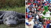 A guy tried to bring his emotional support alligator Wally to see a Philly baseball game