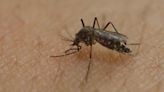 Salud: Síntomas del dengue y cuándo acudir con el médico