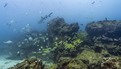 Expertos analizarán en Costa Rica el diagnóstico de salud de los océanos