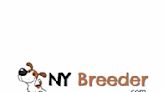 NY Breeder Releases Free Guide On Selecting Puppies in White Plains