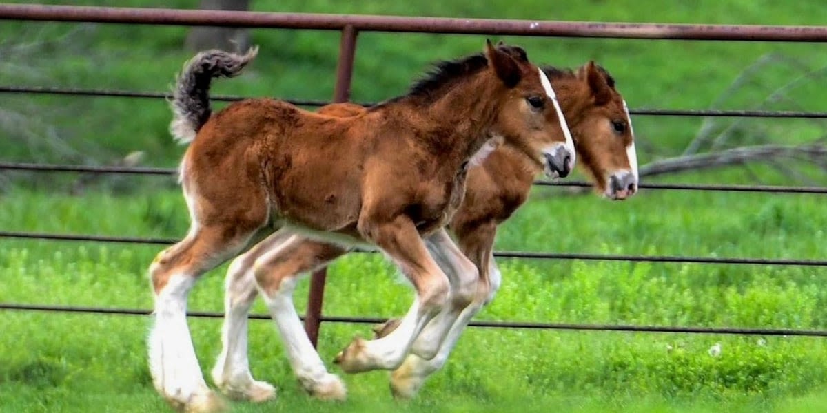 15 Budweiser Clydesdales born at Missouri ranch