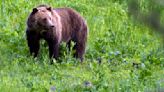 Idaho's senators want to remove grizzly bears from the endangered species list