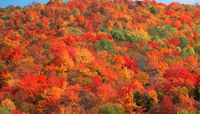 Leaf color tracker: Here’s when fall foliage will peak across US in 2024