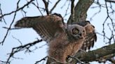 Baby owl dies from suspected rat poisoning three weeks after father