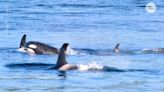 Nearly two dozen sharks found dead after two killer whales' 'surgical' feeding frenzy