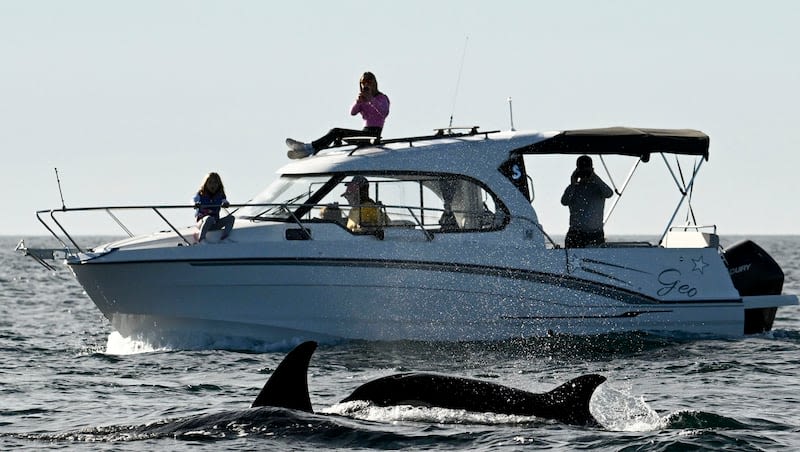 Killer whales apparently just want to have fun