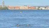 Horrified Londoners scream at tourists swimming in River Thames to 'get out!'