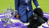 Miniature poodle named Sage wins Westminster Kennel Club dog show