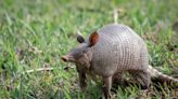 Oklahoma's wildlife department tweet goes viral for naming baby 'Armadillo'