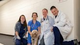 Dogs play a key role in veterinary college's brain cancer trial