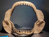 Megalodon