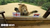 Oxfordshire lion 'predicts' draw ahead of England v Serbia game