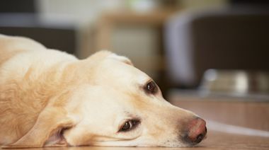 Veterinarians List Signs Indicating a Dog Might Be Depressed