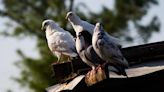 USDA reports more H5N1 detections in poultry, wild birds