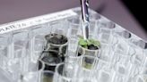 Scientists successfully grow plants in Moon soil