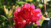 How to Grow Nova Zembla Rhododendron Like a Pro