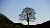 Acusado de tumbar un árbol famoso en Reino Unido se declara no culpable