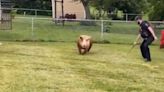 WATCH: Police wrangle wandering hog in Kentucky town