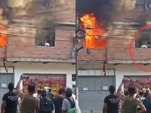 Hombre arriesgó su vida para salvar a cinco gatos de un incendio en Medellín: trepó por la fachada hasta el segundo piso y luego los sacó