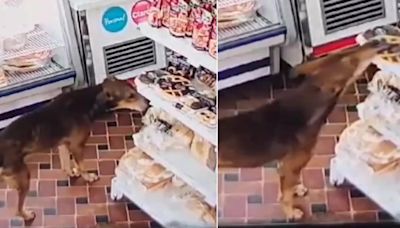 Un perro robó una pastafrola en un comercio de Capitán Bermúdez y quedó registrado por las cámaras de seguridad del lugar