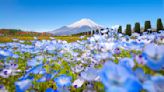 日本五大賞粉蝶花勝地！置身漫天飛舞的Baby Blue花海