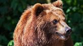 Debate rages as freed 800lb killer bears terrorise Italian villages