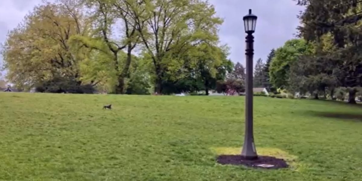 Hundreds of new light poles brighten Portland city parks