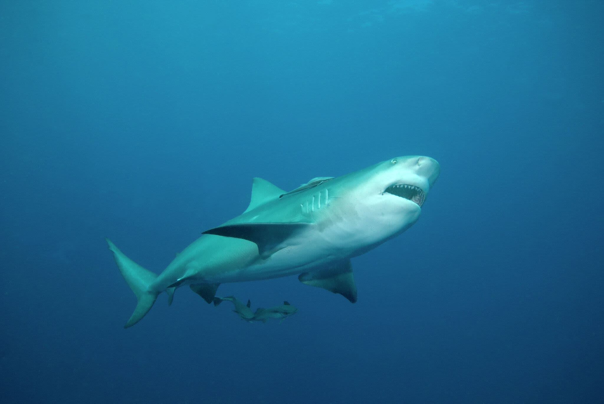 Why did a shark attack swimmers on South Padre Island?