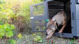 Remote Michigan island's wolf numbers are stable but moose population declining, researchers say