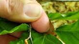 Beech leaf disease found in southeast Michigan counties: What to know