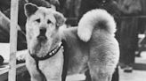 Hachiko: la historia del perro fiel en el cine y otros medios